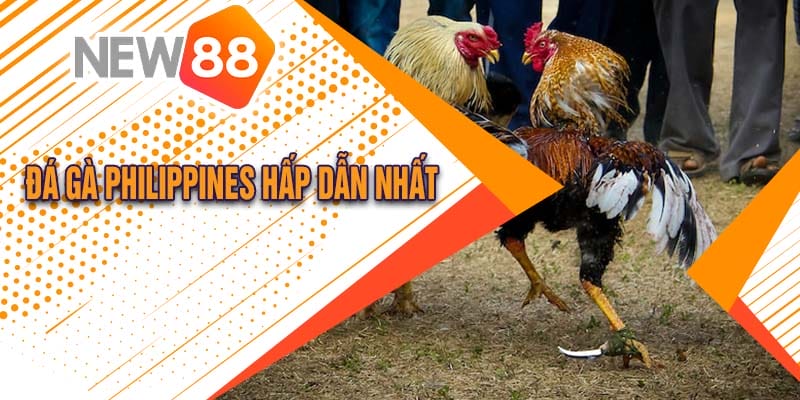 Đá Gà Philippines Tại New88 Cực Hấp Dẫn 2024 2 Một số hình thức đá gà Philippines hấp dẫn nhất